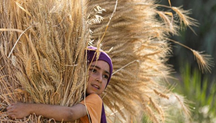 المطاحن الخاصة في مصر مهددة بالانهيار