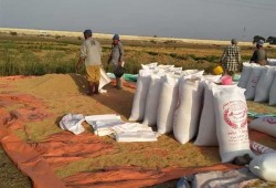 عزوف مزارعي الأرز عن التوريد... وحكومة الانقلاب تتوعد