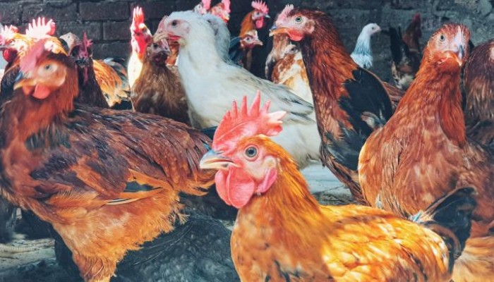 أزمة الأعلاف تدفع مزارع الدواجن لبيع بيض التفريخ