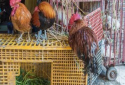 سعر كيلو الدواجن يتخطى 50 جنيها بزيادة 75% سنوياً