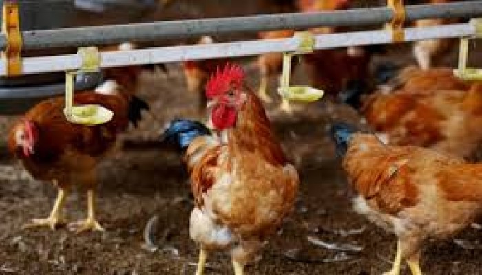 أسواق الدواجن خرجت عن السيطرة.. وتوقعات بوصول الكيلو 70 جنيهاً