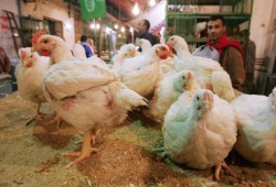 ارتفاع جديد في أسعار الغذاء.. كيلو الدجاج الأبيض يصل 85 جنيها