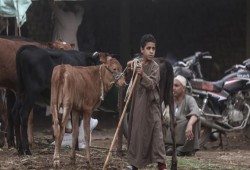 80% تراجع طلبات الأضاحي بسبب ارتفاع أسعار المواشي