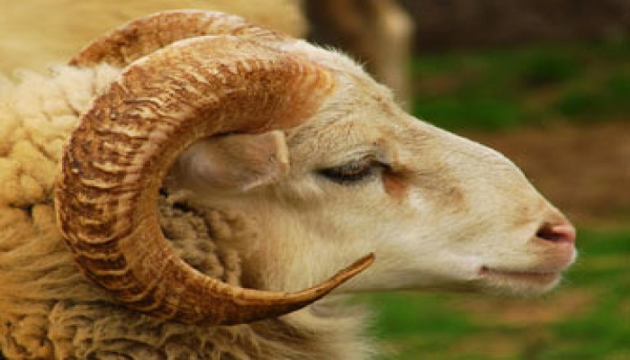 حكم الجمع بين الأضحية والنذر