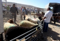 خلاصات في أحكام الأضحية