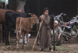 تراجع الأضاحي يرفع أسعار الجلود أكثر من 100%