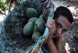 موجة الحر أضرت محصول المانجو بشدة في مصر