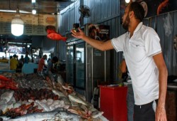 مخاوف من تسرب الأسماك النافقة لأسواق الإسكندرية