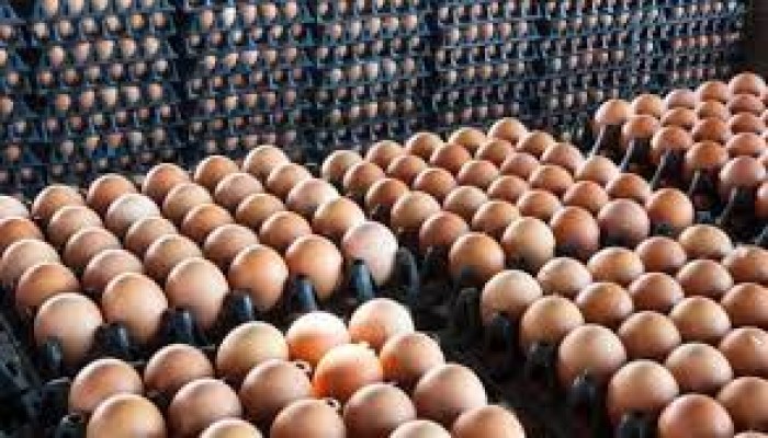 ارتفاع أسعار البيض برغم هبوط تكلفة الأعلاف