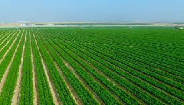 الجيش يطرد ألفي مستثمر من أراضيهم لضمها لمشروع "مستقبل مصر"