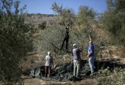 صهاينة يهاجمون المزارعين الفلسطينيين أثناء قطف ثمار الزيتون