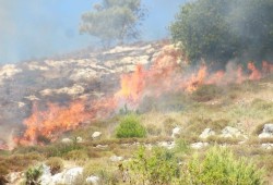 صهاينة يحرقون محصول القمح لفلسطينيين بنابلس