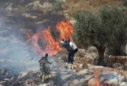 صهاينة يحرقون محاصيل لفلسطينيين في نابس ورام الله