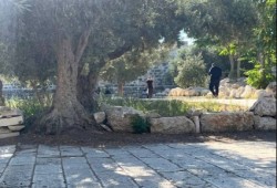 عشرات الصهاينة يقتحمون باحات الأقصى