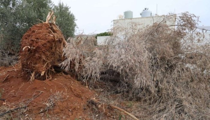 هجوم لمستوطنين صهاينة على فلسطينيين وأشجار زيتون في سلفيت