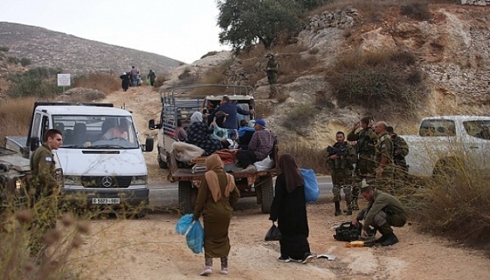 موسم جمع الزيتون الفلسطيني.. معركة على هوية الأرض