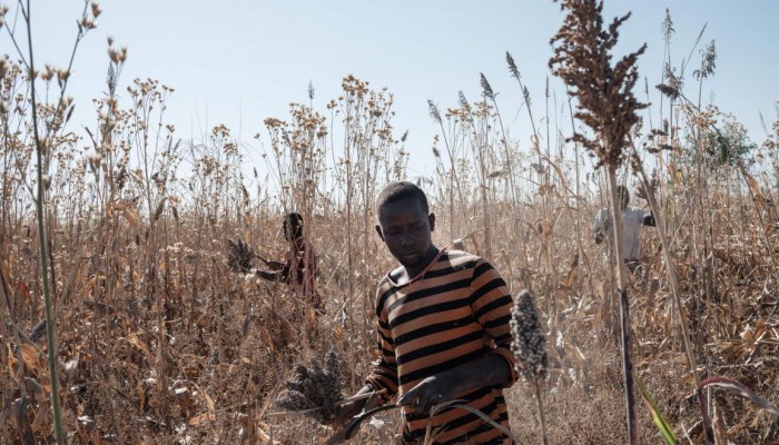 مليشيات الدعم السريع تنهب الثروة الزراعية والحيوانية في السودان