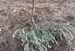 صهاينة يقطعون أشجار زيتون في مسافر يطا