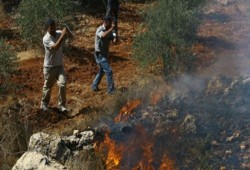 صهاينة مسلحون يهاجمون مزارع زيتون جنوبي الخليل