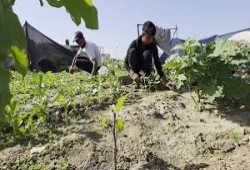 الزراعة في غزة.. الحياة تنبت بين الركام