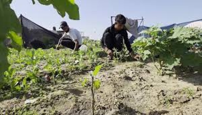 الزراعة في غزة.. الحياة تنبت بين الركام