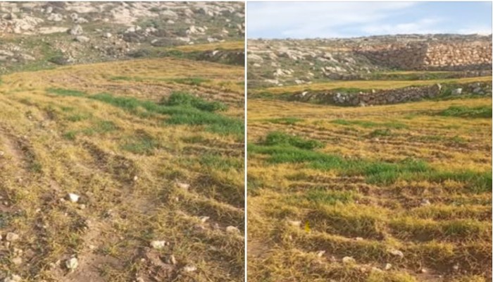 مستوطنون صهاينة يدمرون زراعات في مسافر يطا