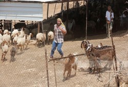مستوطنون يهاجمون تجمعات فلسطينية في الأغوار الشمالية