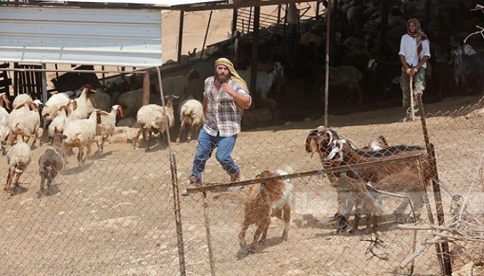 مستوطنون يهاجمون تجمعات فلسطينية في الأغوار الشمالية