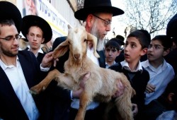 تصعيد صهيوني خطير.. محاولات لإدخال قرابين حيوانية للأقصى