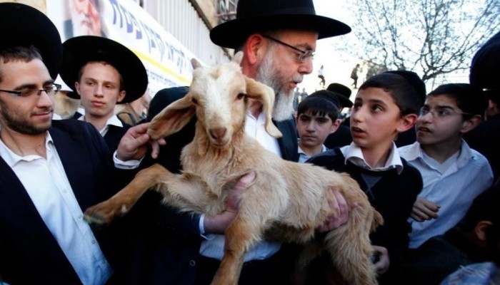 تصعيد صهيوني خطير.. محاولات لإدخال قرابين حيوانية للأقصى