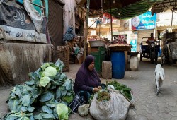 ارتفاع أسعار الأسمدة والخضروات وسط ضغوط الطاقة