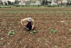 تصاعد إرهاب المستوطنين.. طرد الفلسطينيين من أراضيهم