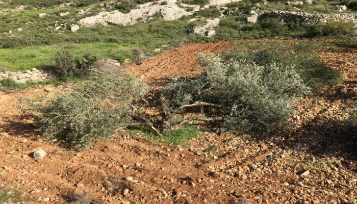 مستوطنون يقطعون أشجار الزيتون شمالي الضفة المحتلة