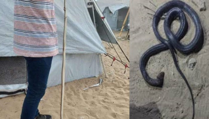 الثعابين ترهب النازحين في غزة.. خطر يزحف إلى الخيام