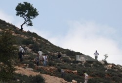 مليشيات المستوطنين تهاجم مزارعين في المغير والاحتلال يعتقل شابين