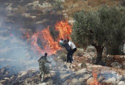 إرهاب المستوطنين يتواصل ضد الفلسطينيين بالضفة المحتلة