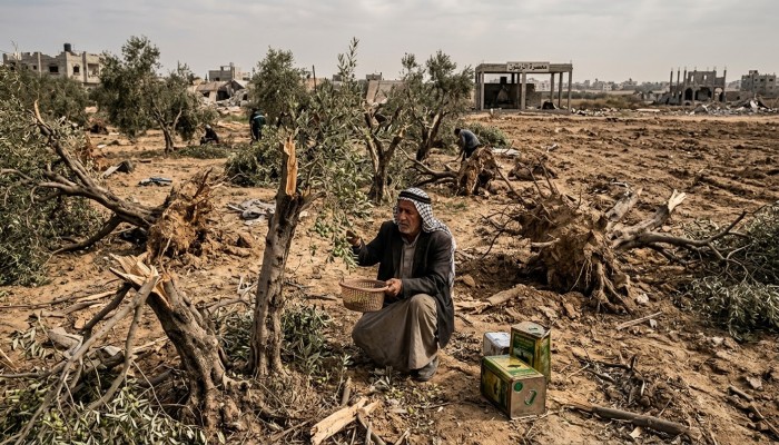 موسم الزيتون في غزة.. حرب اقتلعت الأشجار وأفقرت المزارعين